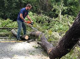 Why Choose Our Tree Removal Services in East Greenville, PA?